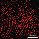 Illustration for article titled A new way to fingerprint